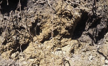 Exposed Fairbault soil profile with roots